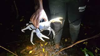 Night crab hunting deep into  the swamp almost got lost