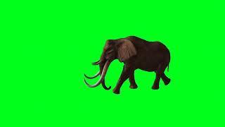 Elephant. Chromakey. Green screen. Хромакей. Слон.