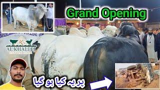 Grand Opening Al khaleej Farm Branch 2 | Shah cattle market | behtarin cattle 