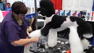 Asian Fusion on a Standard Poodle with Sue Watson