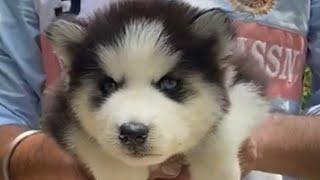 Husky puppy price in Delhi,  husky puppy price in Gurgaon, husky puppy price in India