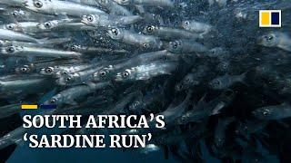 South Africa’s ‘sardine run’: an annual migration spectacle for divers