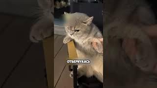 Вечно недовольная кошка #животные #милыеживотные