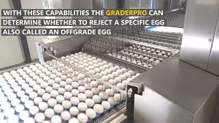 Amazing and Mind Blown Automatic Egg Grading and Processing Modern Factory Technology