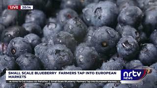 Small Scale blueberry farmers tap into European Markets