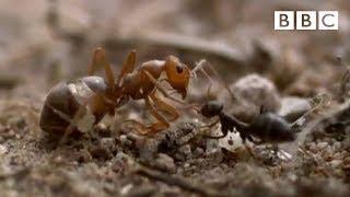 Ant colony raids a rival nest | Natural World - Empire of the Desert Ants - BBC