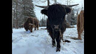 Lunch Time Highland Cow Live