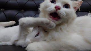 Cats and cat  Funny videos #Funny #Cats #Kittens