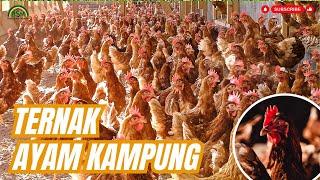 PANDUAN TERNAK AYAM KAMPUNG