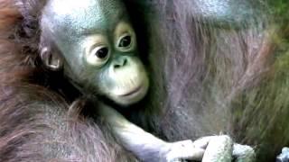 Orangutan Wants to See Baby