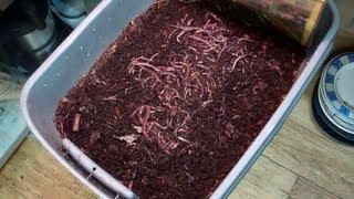 Feeding Time for The European Night Crawlers and Red Wigglers! These Are Some Happy Worms!