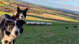 Two brilliant border collies herding sheep in Scotland