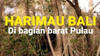 TANDA ALAM HARIMAU BALI