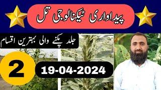 Which are the best Sesame varieties for 2024|| Bilal Kanju Official