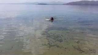 Ванская кошка плавает в  СеВане
