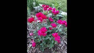 Organic Roses- I use banana or banana peel as fertilizer.