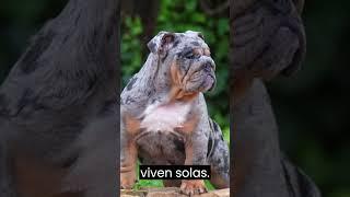 Los mejores perros para personas que viven solas#perros #animals #animales #viral #shorts #mascotas