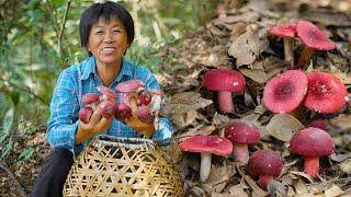 采一篓满满红菇，晒干蒸蛋炖排骨，红艳滋补鲜甜美味｜Red mushrooms【闽湖阿嬤Fujian Grandma】