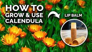 Calendula: The Flower You're Not Growing (But Should Be)