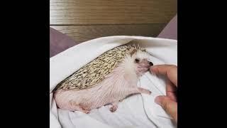 Hedgehog daily