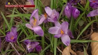 The Flower of Love: Saffron Blooms in Ukraine's Transcarpathia