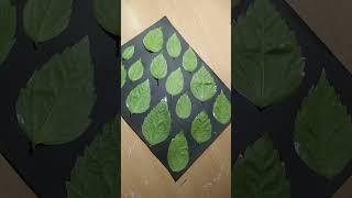 Easy acrylic Leaf painting #drawing#art#painting #trending#viral #leafpainting#satisfyingart#shorts