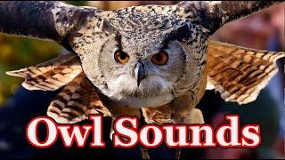 Owl sounds to scare squirrels  scare birds away - 7 hours