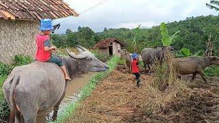 Menggembala Kerbau Di Tengah Sawah Yang Indah dan Menenangkan, Pesona Alam Pedesaan Garut Jawa Barat