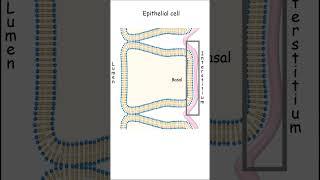 What separates the apical and basolateral surfaces of an epithelial cell? @LEARNefficient