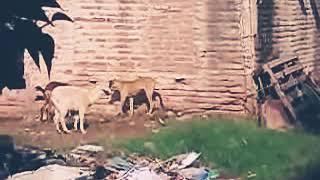Dog meeting goat