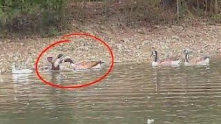 Wild Geese *ATTACK* Pet Duck (pet duck FIGHTS BACK) |Julia & Olga|