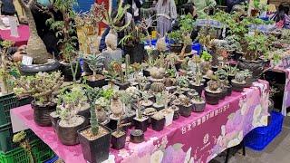 台北建國花市-台灣仙人掌&多肉植物 春季展售會2022.03.05, Taiwan Cactus &Succulent Society 2022.03.05