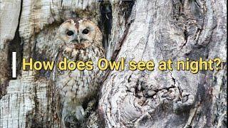 How does owl see at night?  |  Knowledge bank | Unknown facts |