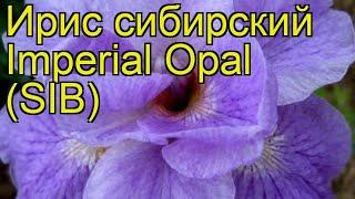 Ирис сибирский Императорский опал. Краткий обзор, описание iris sibirica Imperial Opal (SIB)