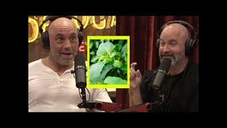 Joe Rogan & Tom Segura: INSANE Pre Workout KRATOM Mark Bell & MindBullet!