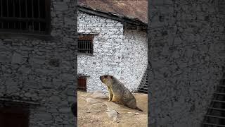 Cute Wild animal bobak marmot or prairie dog from my friend video 5