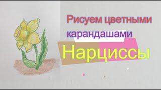 Нарцисс. Как нарисовать цветными карандашами