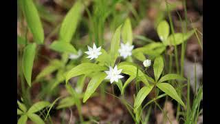 STARFLOWER