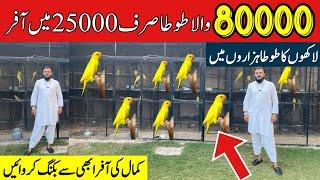 Yellow Ringneck Setup | Ringneck Parrot setup | Rawalpindi Birds Market