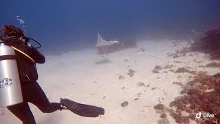 Wicked Diving Komodo National Park- Manta Ray 10.06.19