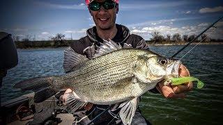 White Bass: Everything You Need to Know