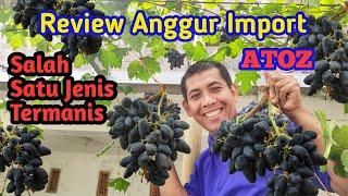 Salah Satu Varian Termanis!! Review Panen dan Rasa Anggur Import Atoz yang Menggoda