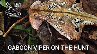 Deadly venomous Gaboon viper (Bitis gabonica) kills mice in the African rainforest, snake hunt