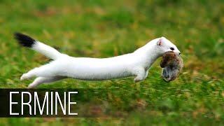 ERMINE in Action! The cunning friend of the marten who hares, rabbits and squirrels