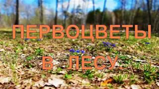 Первоцветы в лесу.  Их польза при авитоминозе. Primroses in the forest.