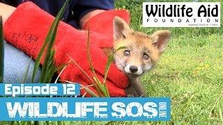 Wildlife SOS Online - Episode 12