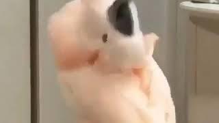 You spin me right round [Dancing Bird meme]