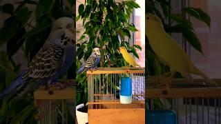 Canary vs budgie  part 1 #birds #shorts #short #canary #wellensittich #viral #kanarienvogel