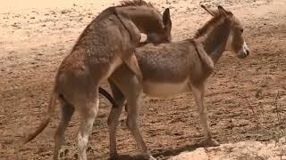 Donkey mating Super Donkey Meeting First Time must watch