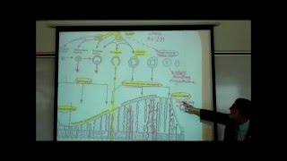 THE MENSTRUAL CYCLE by Professor Fink